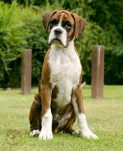 Boxer 9Y049D-046.JPG